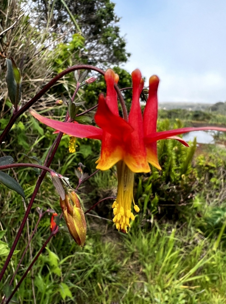 Western Columbine